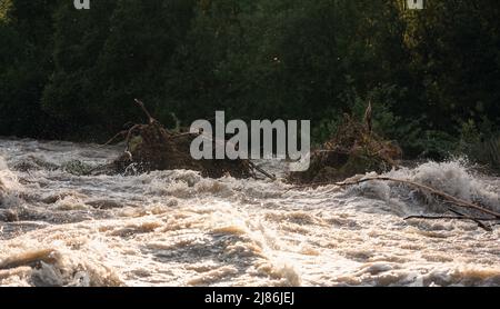 Le soleil brille sur l'eau sale d'inondation qui coule rapidement dans la rivière, prenant quelques petits arbres avec des racines Banque D'Images