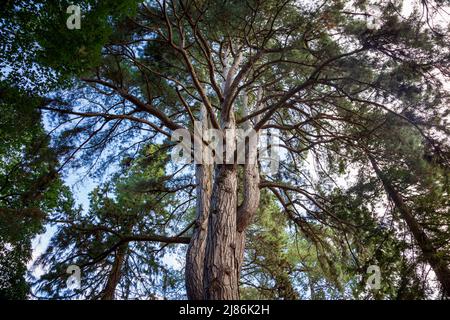 Un pin de Crimée (Pinus nigra) Banque D'Images