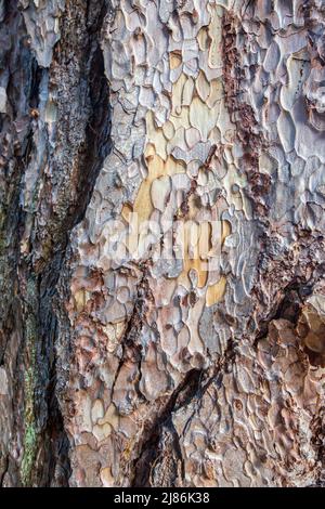 L'écorce d'un pin de Crimée (Pinus nigra subsp. Pallasiana) Banque D'Images