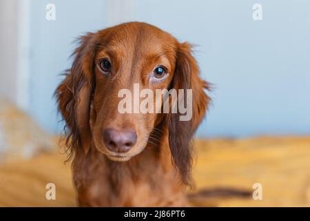 Portrait d'un chiot dachshund rouge sur un lit Banque D'Images