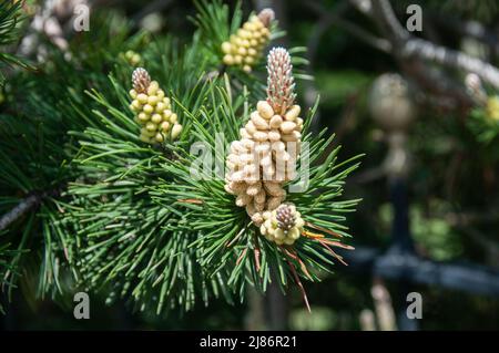 Plantes dans les haies et les marges dans le Lancashire Banque D'Images