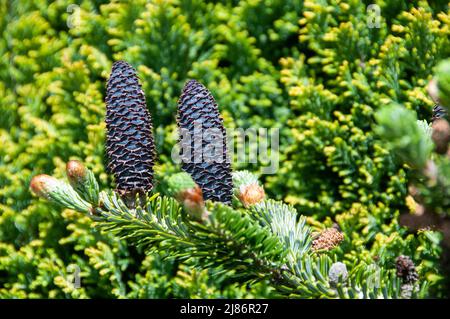 Plantes dans les haies et les marges dans le Lancashire Banque D'Images