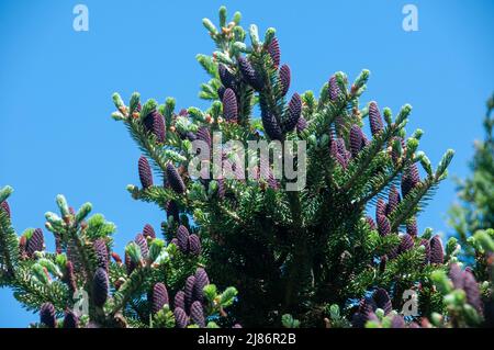 Plantes dans les haies et les marges dans le Lancashire Banque D'Images