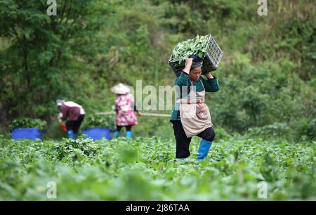 Beijing, province chinoise du Guizhou. 13th mai 2022. Un agriculteur transporte des légumes récoltés dans le champ du village de Yangpai, dans le comté de Danzhai, dans la province de Guizhou, au sud-ouest de la Chine, le 13 mai 2022. Credit: Huang Xiaohai/Xinhua/Alamy Live News Banque D'Images