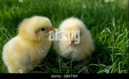 Les petits poussins nouveau-nés reposent sur de l'herbe verte. Ambiance printanière. Arrière-plan pour un message de Pâques ou une carte postale Banque D'Images