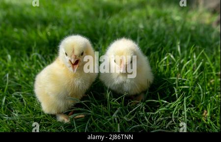 Les petits poussins nouveau-nés reposent sur de l'herbe verte. Ambiance printanière. Arrière-plan pour un message de Pâques ou une carte postale Banque D'Images