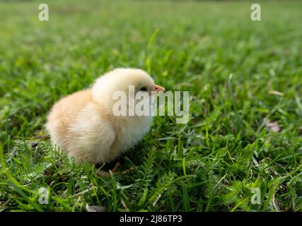 La petite poussin du nouveau-né repose sur l'herbe verte. Ambiance printanière. Arrière-plan pour un message de Pâques ou une carte postale. Banque D'Images