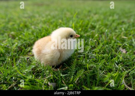 La petite poussin du nouveau-né repose sur l'herbe verte. Ambiance printanière. Arrière-plan pour un message de Pâques ou une carte postale. Banque D'Images