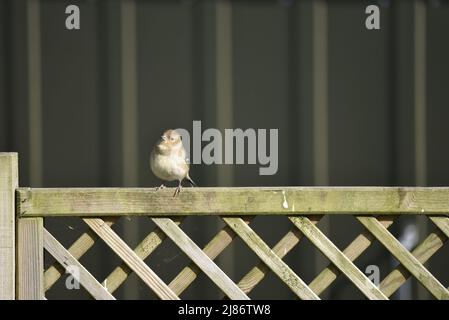 Chaffinch femelle (Fringilla coelebs) perchée, face à la caméra, au-dessus d'une clôture de Trellis dans un jardin au pays de Galles, au Royaume-Uni, au printemps Banque D'Images