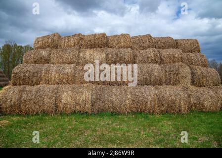 Une paroi de rouleaux de foin récolté sur le champ. Russie Banque D'Images