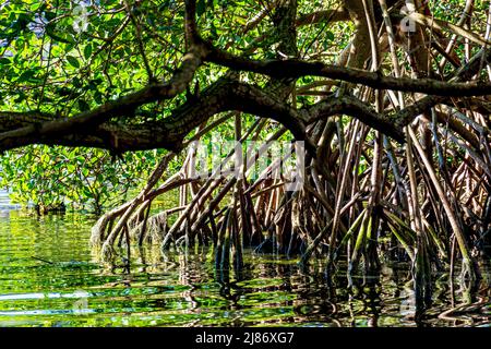 Végétation dense de mangrove avec ses arbres et ses racines illuminées par le soleil de la fin de l'après-midi à Rio de Janeiro, Brésil Banque D'Images