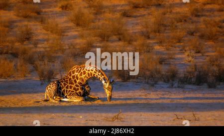 Girafe couché dans la lumière du matin dans le parc transfrontier de Kgalagadi, Afrique du Sud ; famille de Giraffa camolocardalis de Giraffidae Banque D'Images