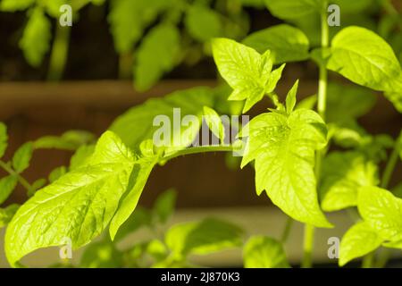 Vue en gros plan des plants de tomates sur le rebord de la fenêtre sous la lumière du soleil. La culture de jeunes plants de tomates vertes à la maison. Produits fabriqués en interne. Jardin de balcon. Banque D'Images