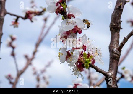 Abeille collectant le pollen de la fleur d'amande Banque D'Images