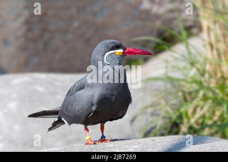 Inca tern (Larosterna inca) perchée sur le rocher, originaire du Chili, de la Colombie, de l'Équateur et du Pérou Banque D'Images