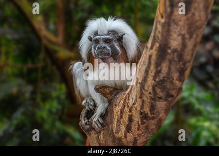 Haut de coton / coton tamarin tamarin à tête / cormoran à tamarin (Saguinus oedipus) originaire de forêts tropicales dans le nord-ouest de la Colombie, en Amérique du Sud Banque D'Images