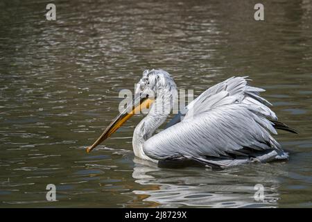 Pélican dalmatien (Pelecanus crispus) nageant dans l'étang Banque D'Images