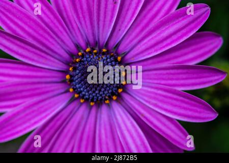 Cape Marguerite violette dans le jardin photo macro Banque D'Images