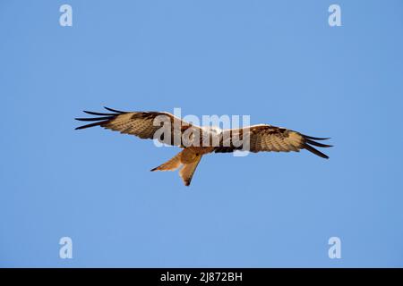 Cerf-volant rouge (Milvus milvus) en vol contre le ciel bleu Banque D'Images