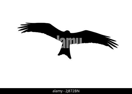 Silhouette de cerf-volant rouge (Milvus milvus) en vol entourée d'un fond blanc pour montrer les formes des ailes et de la queue Banque D'Images
