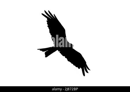 Silhouette de cerf-volant rouge (Milvus milvus) en vol entourée d'un fond blanc pour montrer les formes des ailes et de la queue Banque D'Images
