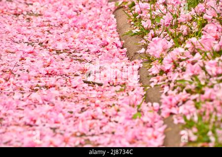 beaucoup de fleurs roses et de feuilles d'un cerisier, tombé sur le sol de l'herbe verte Banque D'Images