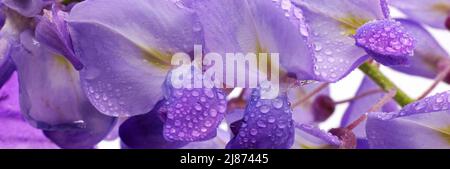 fleurs de printemps violets wisteria isolées sur fond blanc Banque D'Images