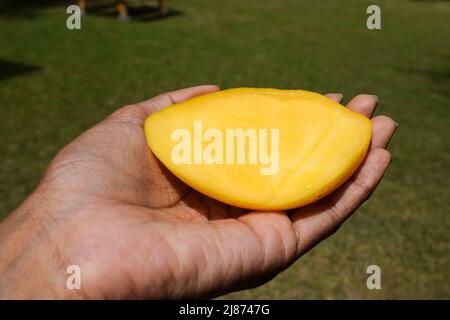 Femme tenant à la main un mango indien juteux. Demi-tranches de mangue jaune de fruit pulpy de l'intérieur Badami Mango aussi connu sous le nom de Karnatak's Alphanso. Asie Banque D'Images