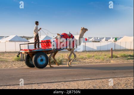 Désert de Thar, Rajasthan, Inde - octobre 15th 2019 : propriétaire de chameau, Camelus dromedarius, pour les touristes sur les dunes de sable du désert de Thar. Banque D'Images