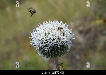 gros plan de deux abeilles, l'une volante et l'autre se nourrissant d'un chardon Banque D'Images