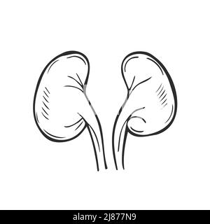 Reins tracé à la main contour Doodle icône. Illustration d'un schéma de vecteur de concept de transplantation rénale et de dialyse rénale Illustration de Vecteur