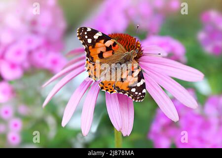 Macro de la dame peinte papillon avec des ailes vers le haut sur conefellower rose, un autre nom est Admiral rouge, le nom latin est vanessa cardui dans le jardin. Échinée pourpre Banque D'Images