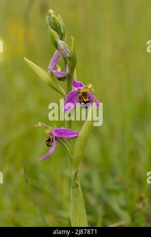 L'orchidée abeille (Ophrys apifera) dans un pré en fleurs Banque D'Images