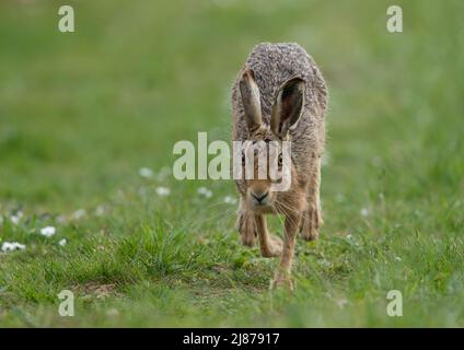 Une rencontre étroite d'un grand lièvre brun en bonne santé qui s'exécute parmi les pâquerettes - Suffolk, Royaume-Uni Banque D'Images