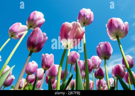 Vue de dessous de fleurs de tulipe rose avec fond bleu ciel. Gros plan. Banque D'Images