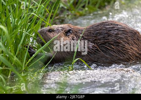 Castor nord-américain (Castor canadensis) se nourrissant de l'herbe Banque D'Images