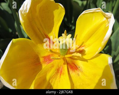 Gros plan à l'intérieur de la fleur de Tulipa Lobke, une tulipe jaune vif à floraison précoce du groupe Triumph. Banque D'Images