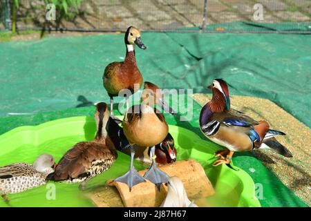 Différents types de canards dans le cimetière diversité Banque D'Images