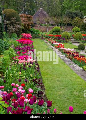 Chenies Manor Garden. Jardin en contrebas au printemps avec de nombreuses variétés de tulipes.mauve, rose, orange, cerise fleur. Topiaire et arbres avec maison et pelouse. Banque D'Images