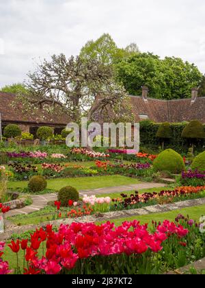 Chenies Manor Garden.vue en portrait du magnifique jardin en contrebas avec terrasse et de nombreuses variétés de tulipes. Tulipa 'Barcelona' au premier plan. Banque D'Images