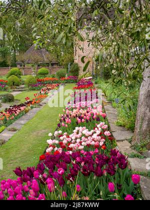 Chenies Manor Garden ; vue portrait de l'exposition de tulipes vibrante du jardin en contrebas, prise sur le pommier Bramley avec GUI sursuspendu. Banque D'Images