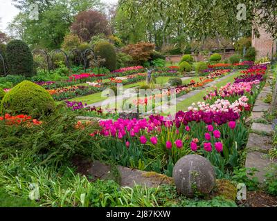 Chenies Manor Garden. De belles variétés de tulipes dans le jardin en contrebas. Couleurs rose, mauve, rouge, orange vif et pastel. Banque D'Images