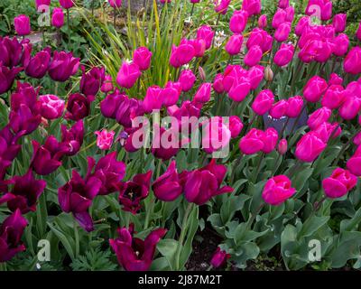 Chenies Manor Garden.tulipes roses mauves et Tulipa 'mascara' plantées en masse. Banque D'Images