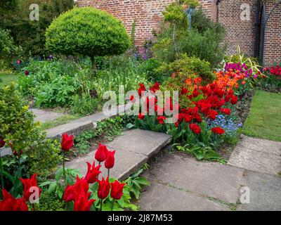 Chenies Manor Garden. Marches à travers les bordures de tulipe dans le jardin en contrebas.fleurs rouges et orange avec le bleu Forget me nots. Banque D'Images