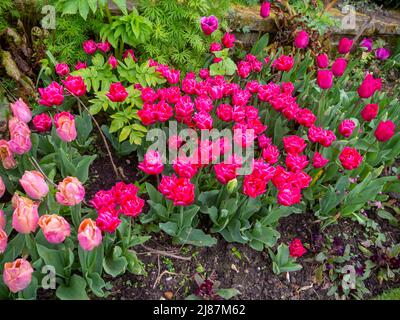 Chenies Manor Garden.Tulipa 'Chato' et Tulipa 'Apricot Pride' ont l'air vibrante en avril dans le jardin en contrebas. Banque D'Images