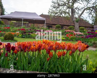 Chenies Manor, jardin en contrebas, affiche des tulipes à travers le chemin de l'arche. Tulipa orange profond 'Cairo' en premier plan; pelouse avec des tulipes roses, mauves, rouges en couches. Banque D'Images