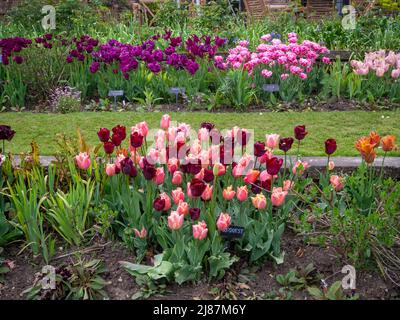 Chenies Manor Garden.le jardin en contrebas avec des couches colorées de variétés de tulipes.Tulipa 'Request', Tulipa 'dior', Tulipa 'Salmon Prince'. Banque D'Images