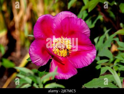 Paeoniaceae rouge, paeonia, fleur de pivoine dans le jardin Banque D'Images