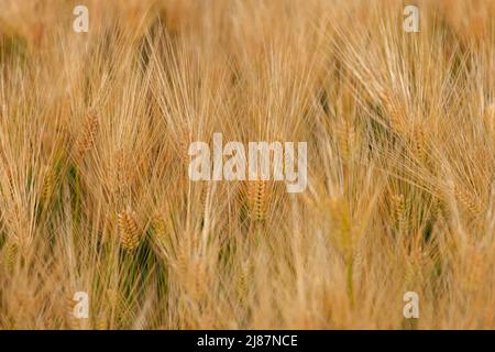 Gros plan des plants de grains dorés dans le champ avant la récolte Banque D'Images