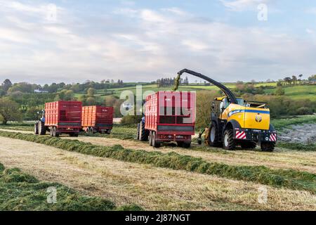 Rathclaran, West Cork, Irlande. 13th mai 2022. Alors que le soleil se couche et que la lune se lève, Patrick O'Donovan, un entrepreneur basé à West Cork, utilise une moissonneuse New Holland FR550 pour collecter de l'ensilage pour le producteur laitier Declan O'Donovan dans sa ferme près de Rathclaran, West Cork. Declan laitait 100 vaches et espère que 3 coupes d'ensilage seront effectuées cette année. Crédit : AG News/Alay Live News Banque D'Images